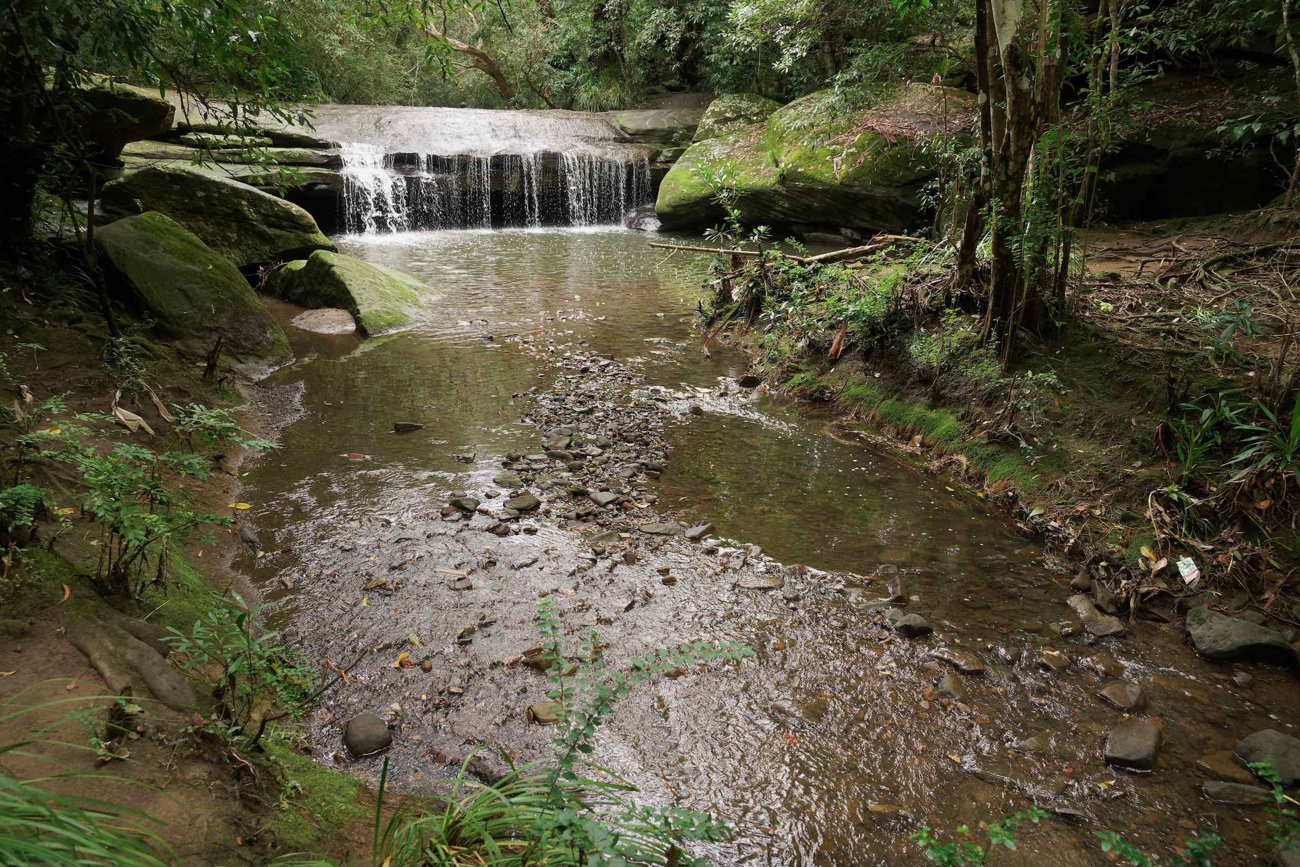 Thornleigh to Eastwood walk featured image